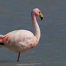 Flamant de James