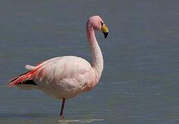 James's Flamingo