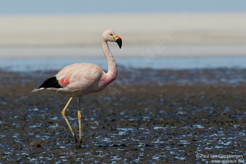 Flamant des Andes