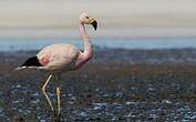 Flamant des Andes