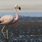Flamant des Andes