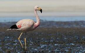 Andean Flamingo