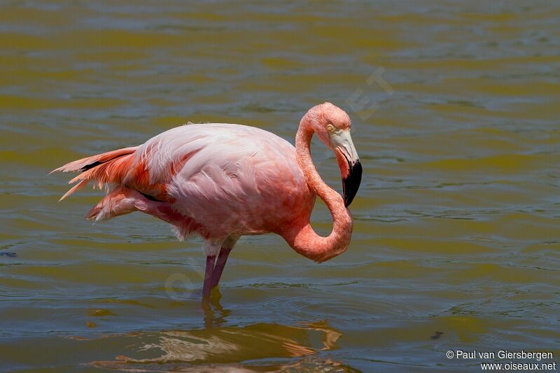 American Flamingo