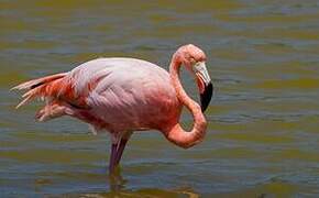 American Flamingo