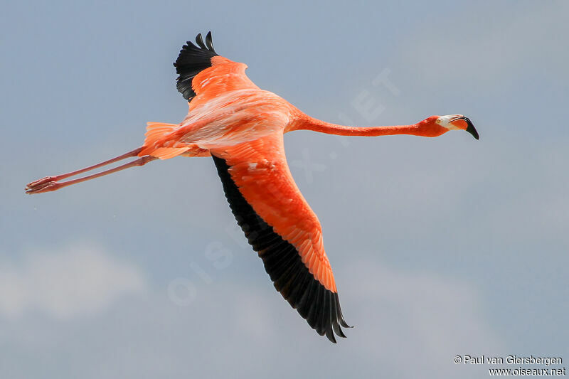 Flamant des Caraïbes