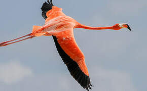 Flamant des Caraïbes