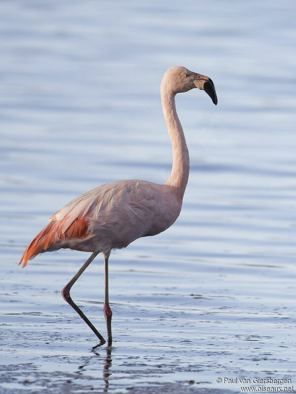 Chilean Flamingoadult