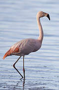 Chilean Flamingo