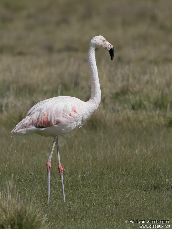 Flamant du Chiliadulte