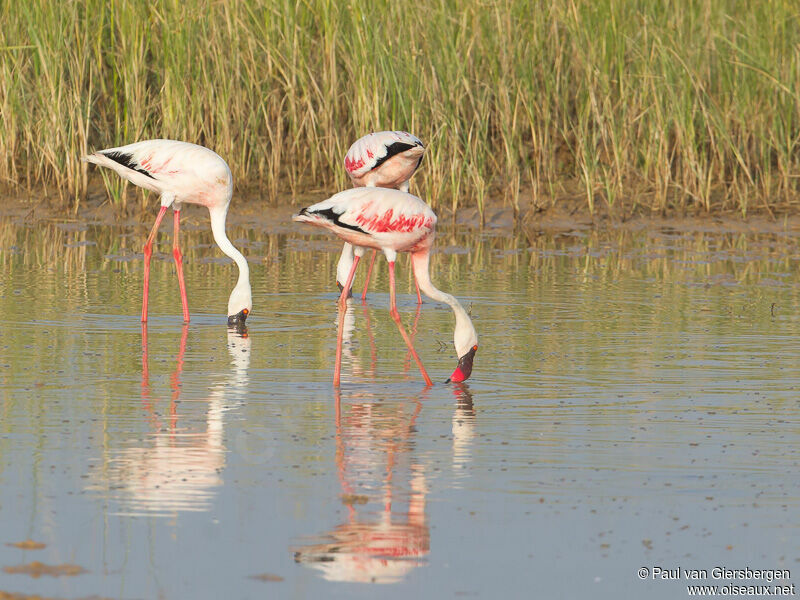 Lesser Flamingo