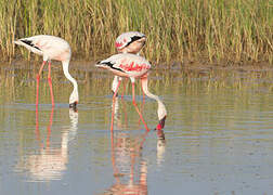 Lesser Flamingo