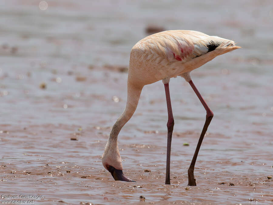 Lesser Flamingoadult