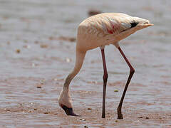 Lesser Flamingo