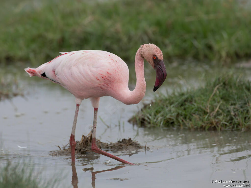 Lesser Flamingoadult