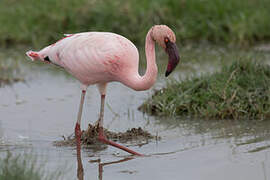 Lesser Flamingo