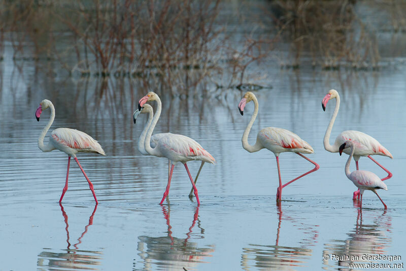 Flamant rose