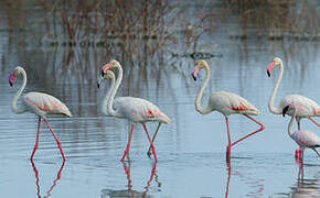 Greater Flamingo