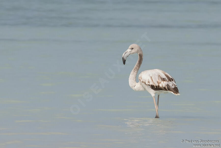 Greater Flamingoadult