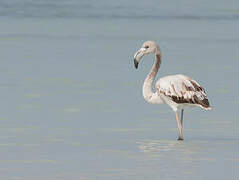 Flamant rose