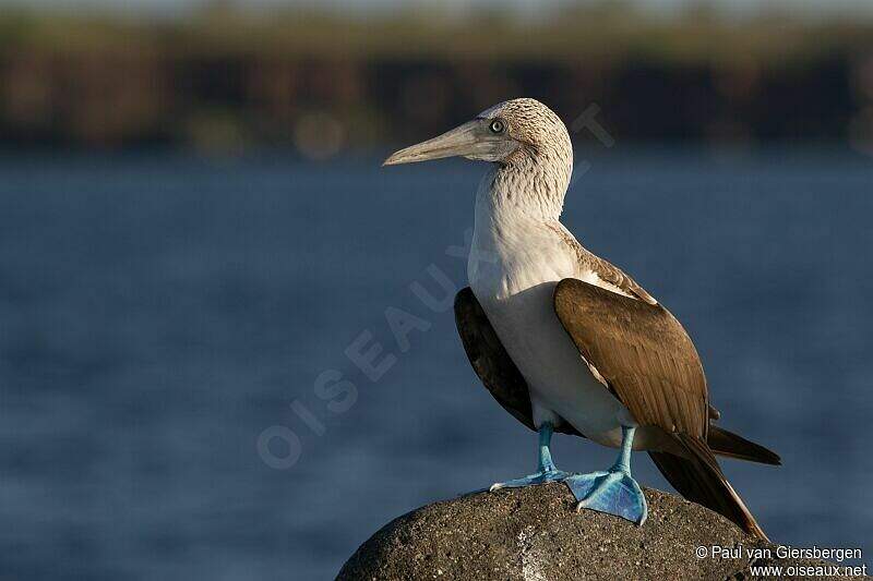 Fou à pieds bleus pava283082