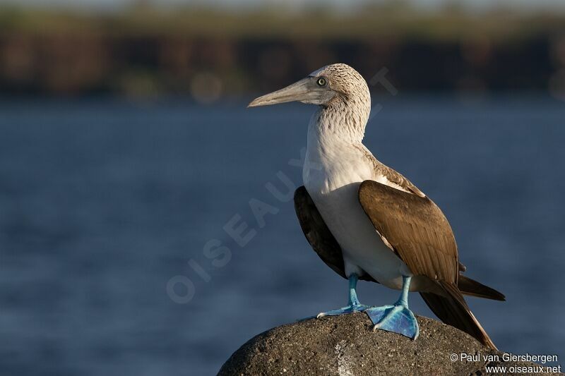 Fou à pieds bleus