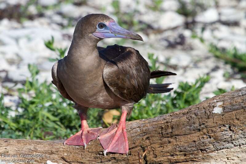 Fou à pieds rougesadulte, portrait