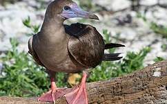 Fou à pieds rouges