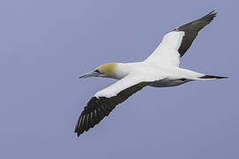 Australasian Gannet