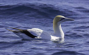 Australasian Gannet