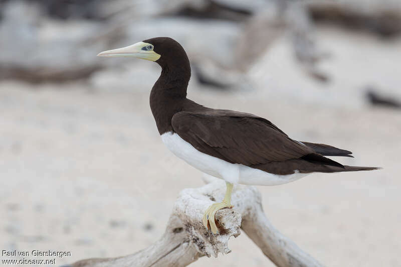 Brown Booby female adult, identification