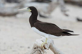 Brown Booby