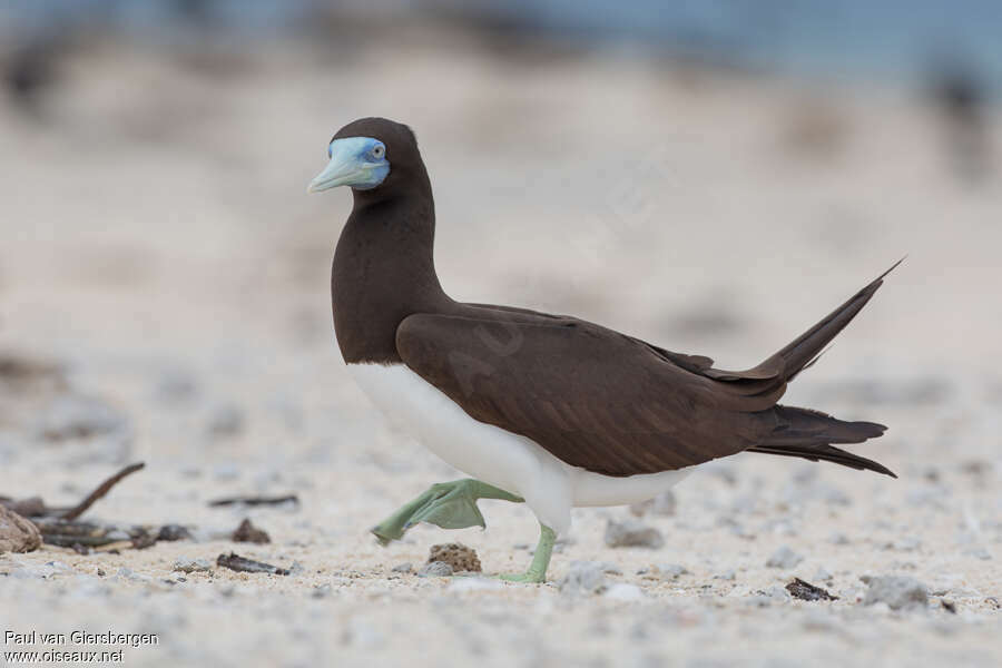 Brown Booby male adult breeding, identification