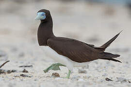 Brown Booby