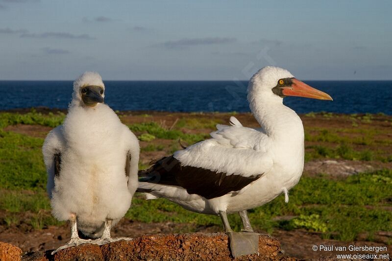 Nazca Booby