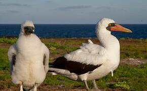 Nazca Booby