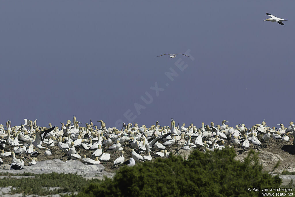 Cape Gannet