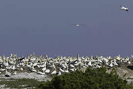 Cape Gannet