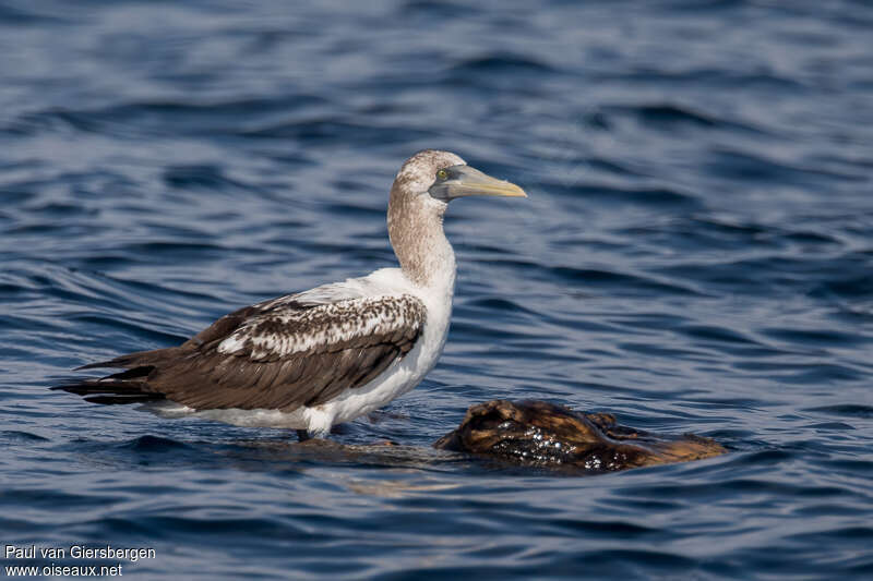 Fou masquéimmature, identification