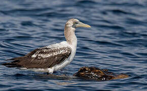 Masked Booby