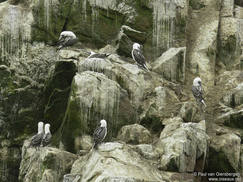 Peruvian Booby