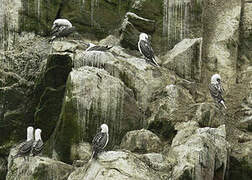 Peruvian Booby