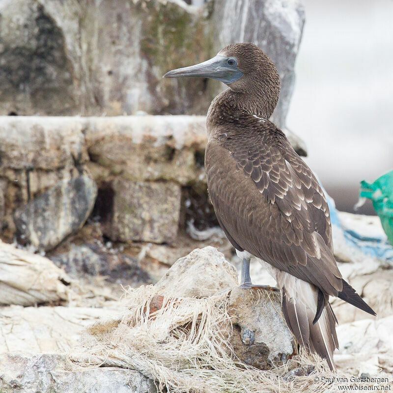 Peruvian Booby