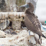 Peruvian Booby