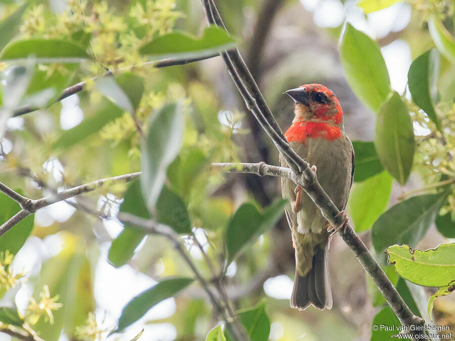 Forest Fody male adult