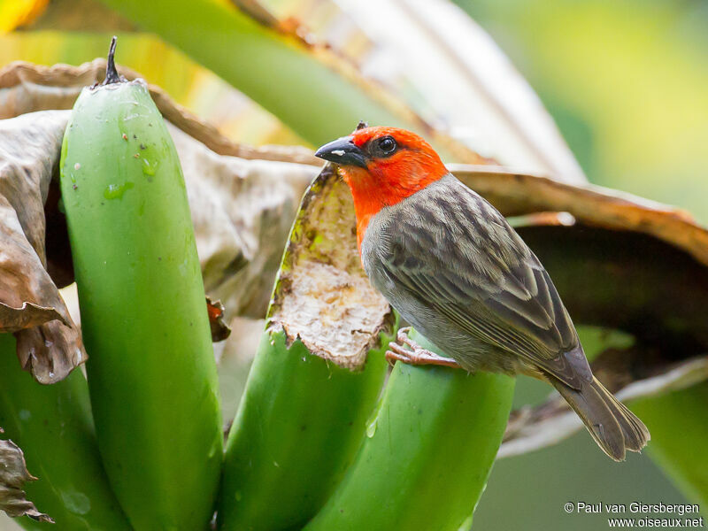 Comoro Fody male adult breeding