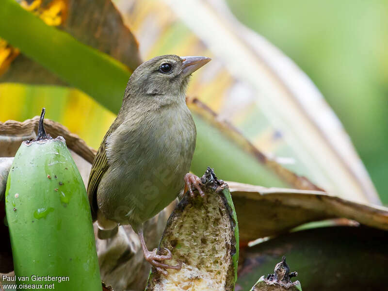 Comoro Fody female adult, identification