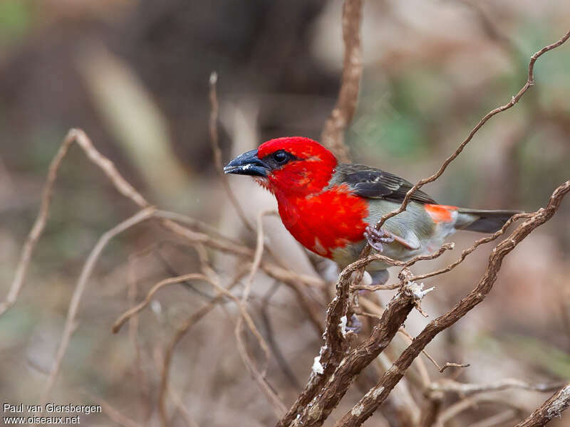 Comoros Fody male adult breeding, identification