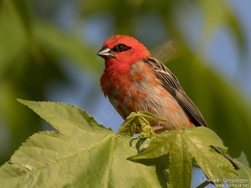Red Fody male adult transition