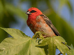 Foudi rouge