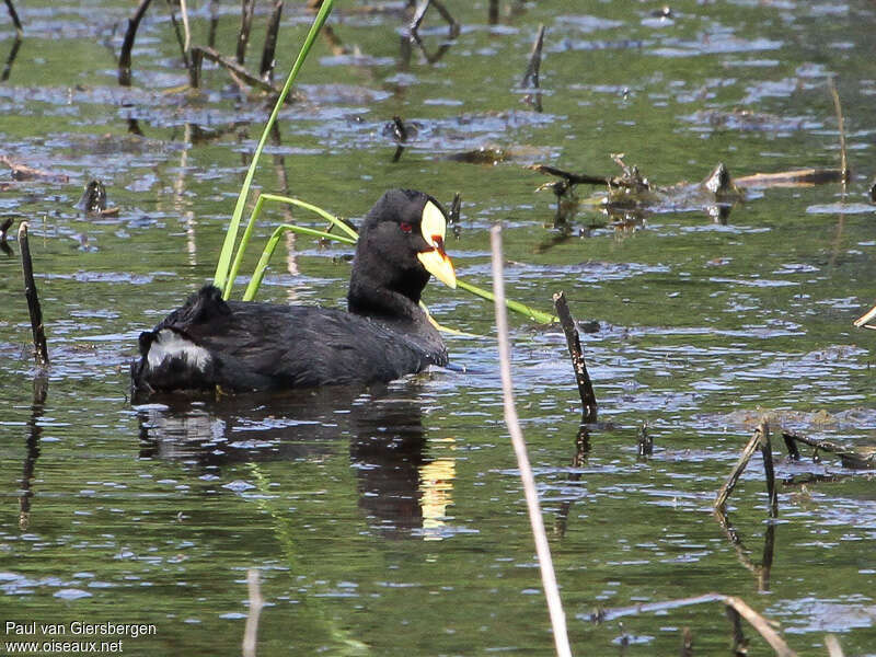 Foulque à jarretières, habitat, pigmentation